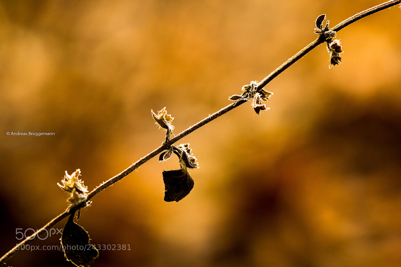 Canon EOS 60D sample photo. Winter 2018_1 photography