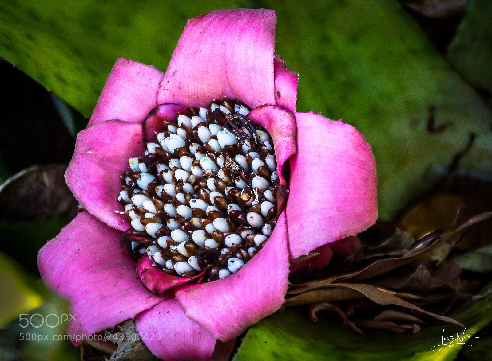 Sony SLT-A65 (SLT-A65V) sample photo. Violet blossom photography
