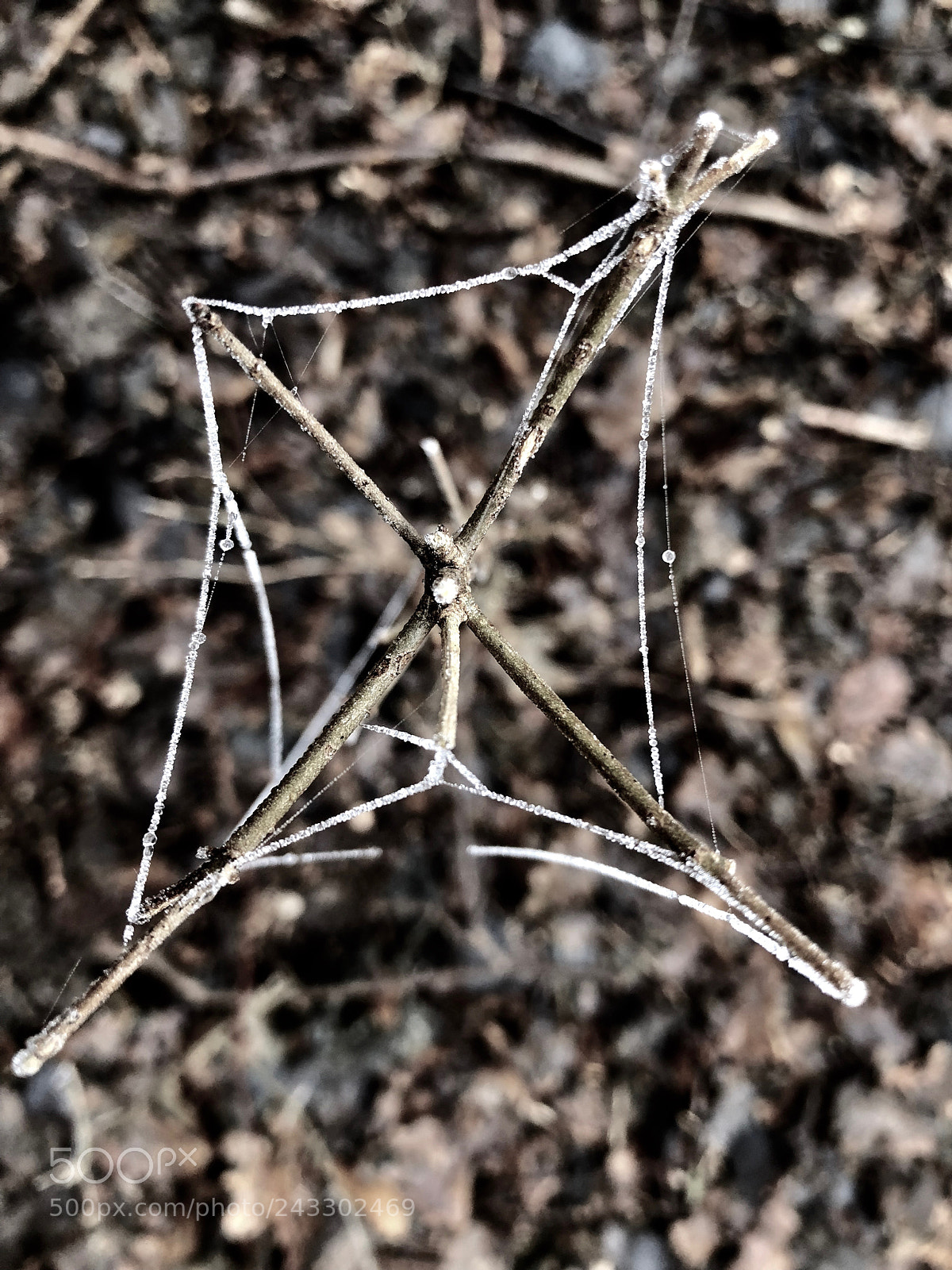 Apple iPhone X sample photo. Spiderart photography