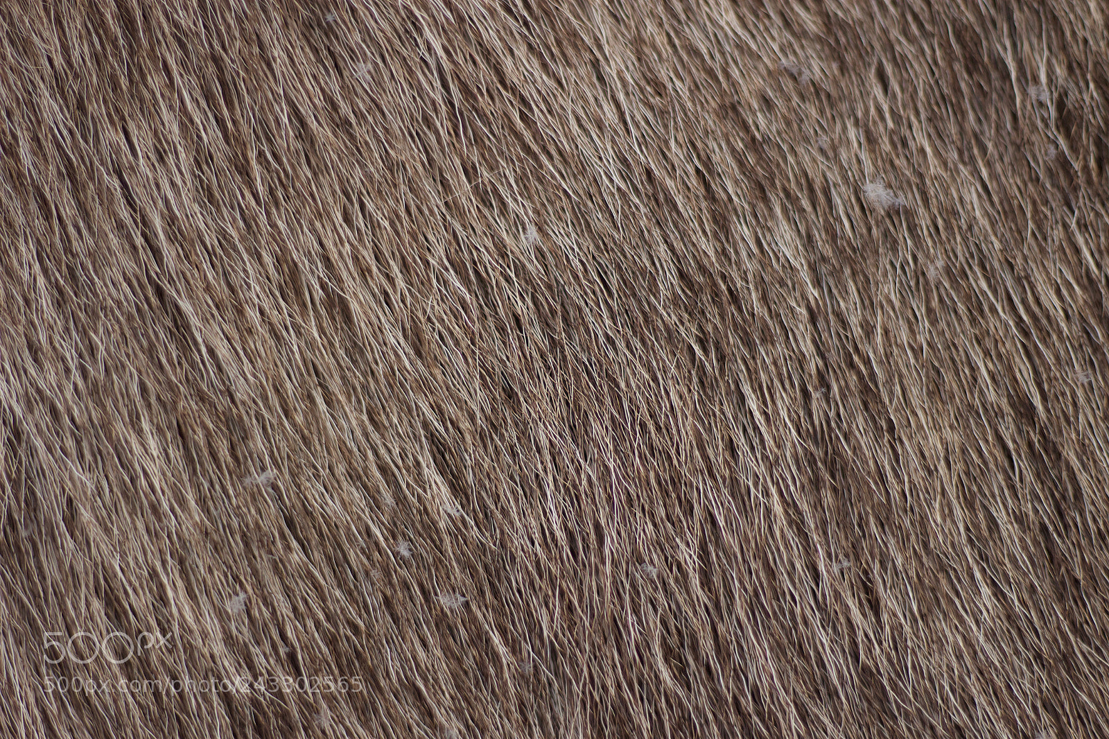 Canon EOS 100D (EOS Rebel SL1 / EOS Kiss X7) sample photo. Fur photography