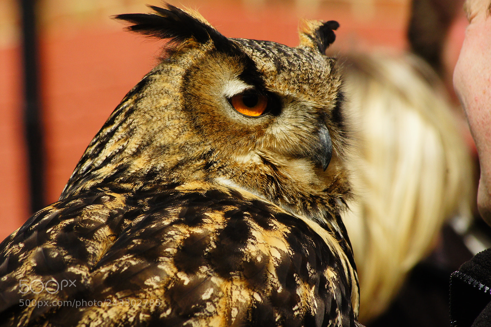 Sony SLT-A33 sample photo. Here's looking at you. photography