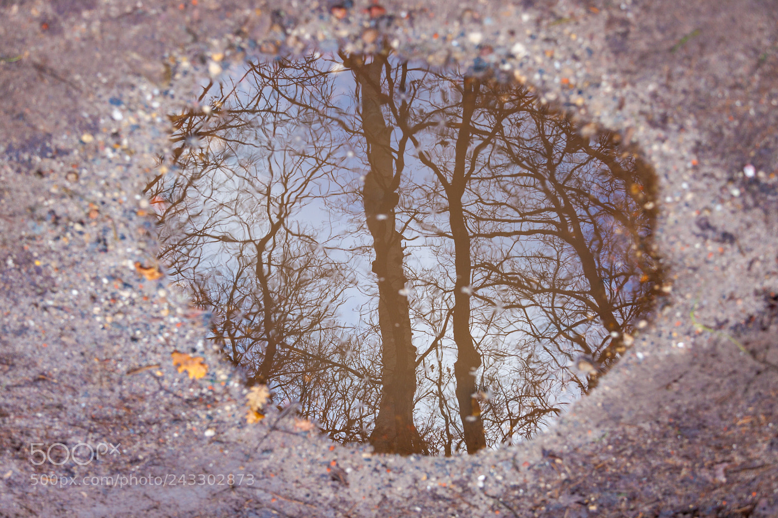 Canon EOS 5D Mark II sample photo. Trees reflected in a photography