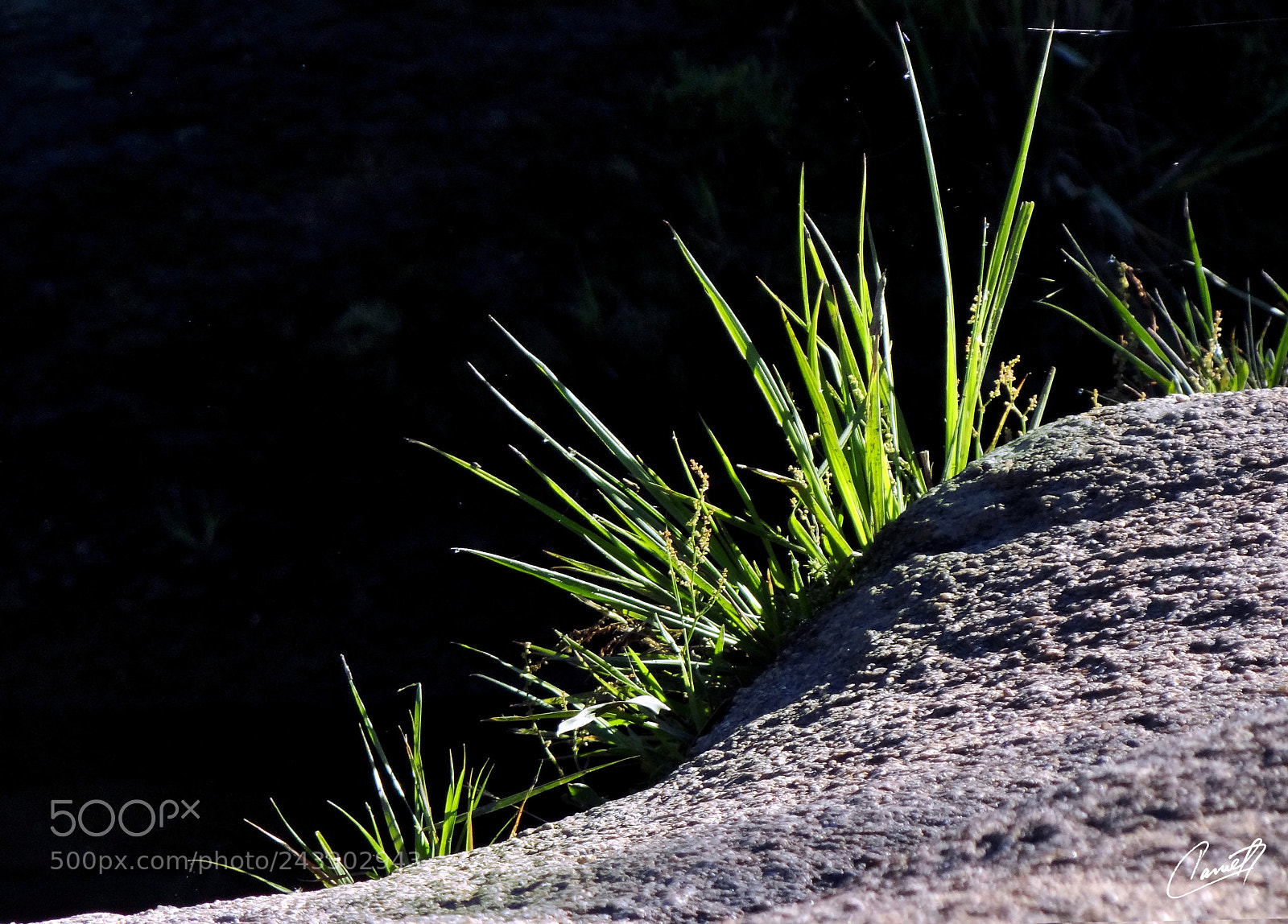 Sony Cyber-shot DSC-HX100V sample photo. Yuyo verde photography
