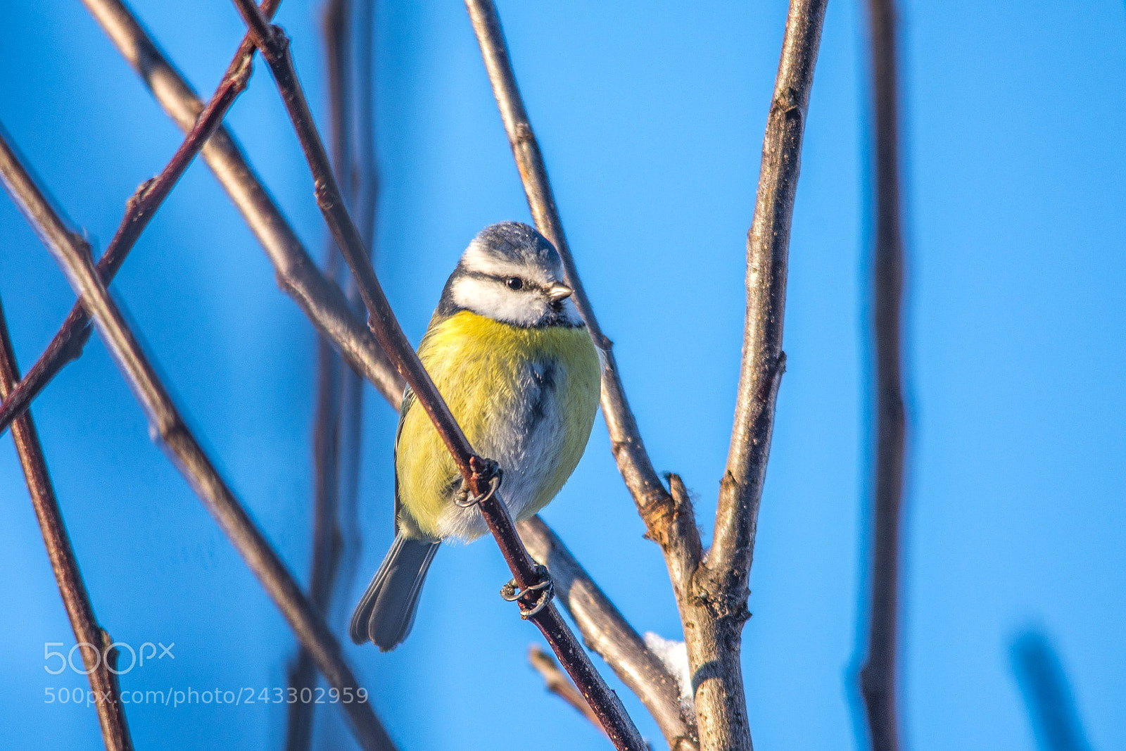 Nikon D7200 sample photo. Blue tit photography
