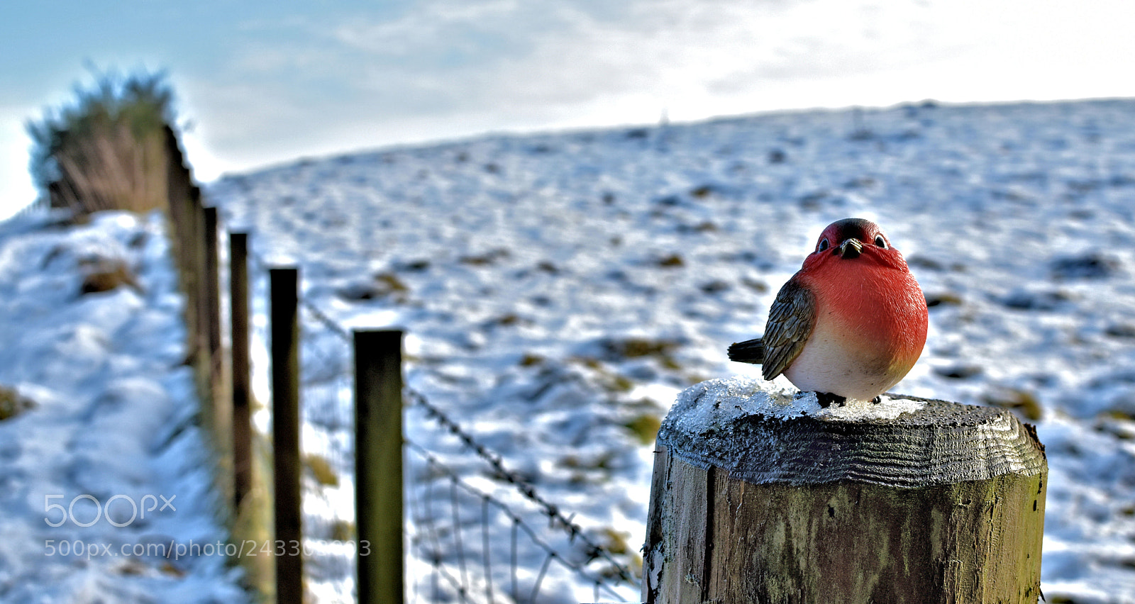 Nikon D5500 sample photo. A winter bird photography