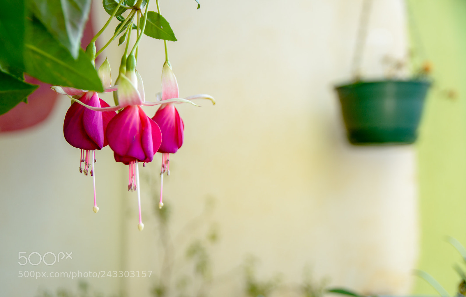 Nikon D7100 sample photo. Fuchsia photography