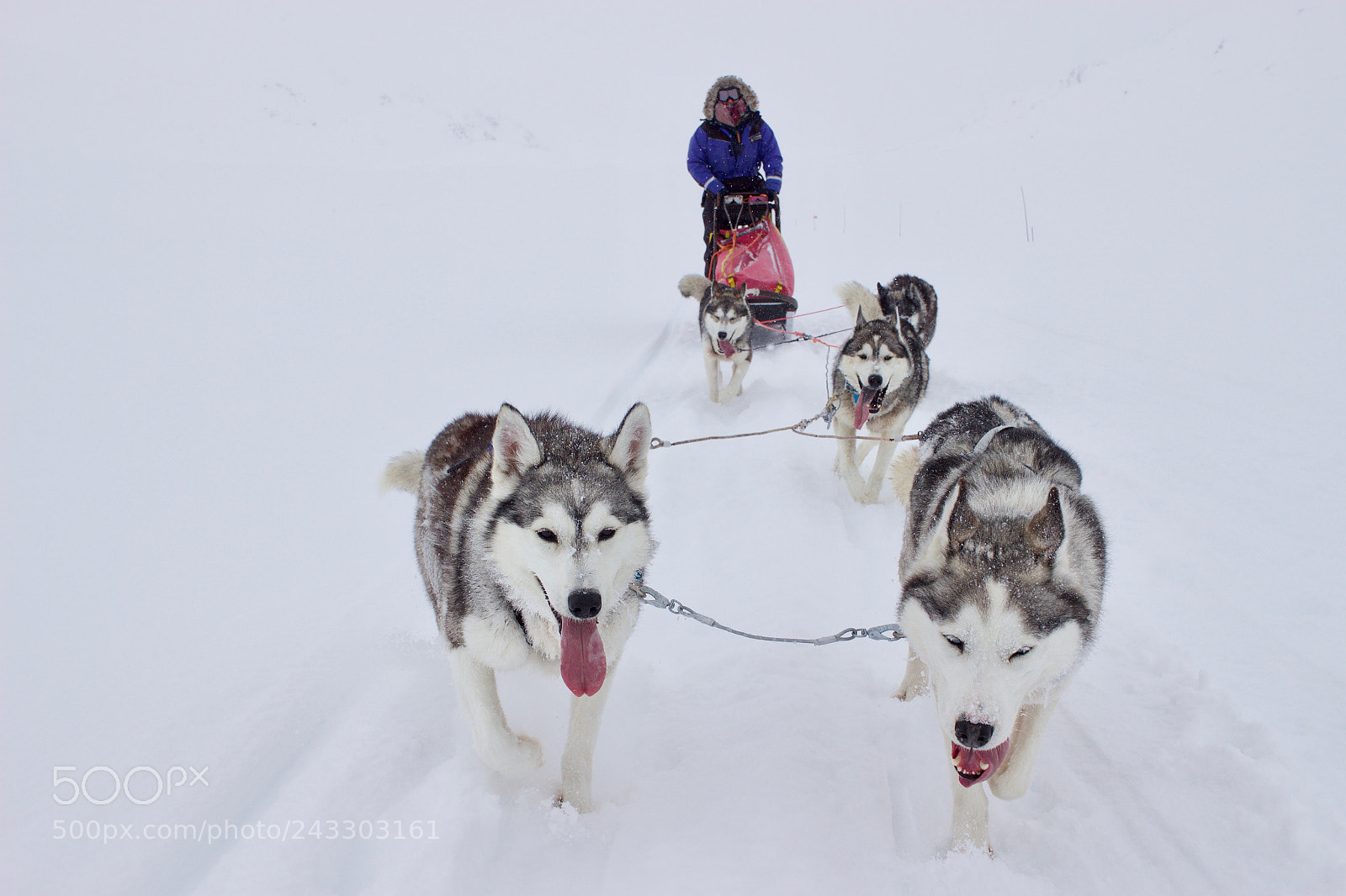 Canon EOS 100D (EOS Rebel SL1 / EOS Kiss X7) sample photo. Dogsledding photography