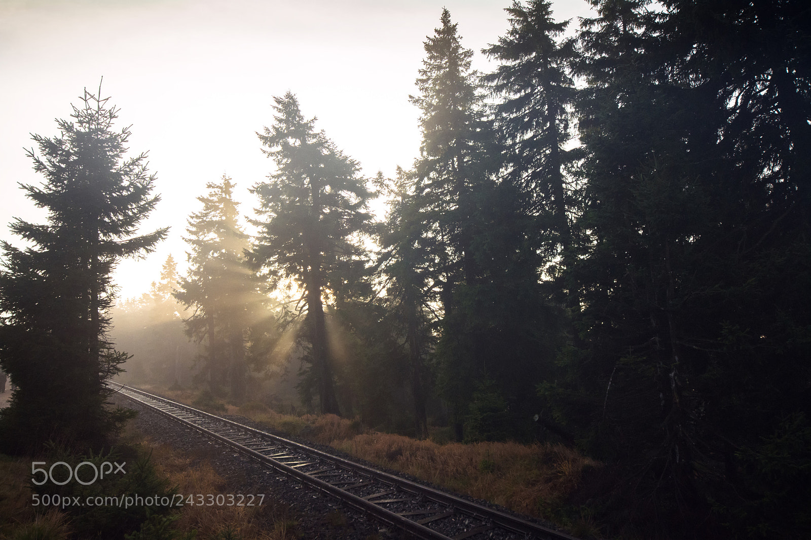 Nikon D7100 sample photo. Sunlight photography