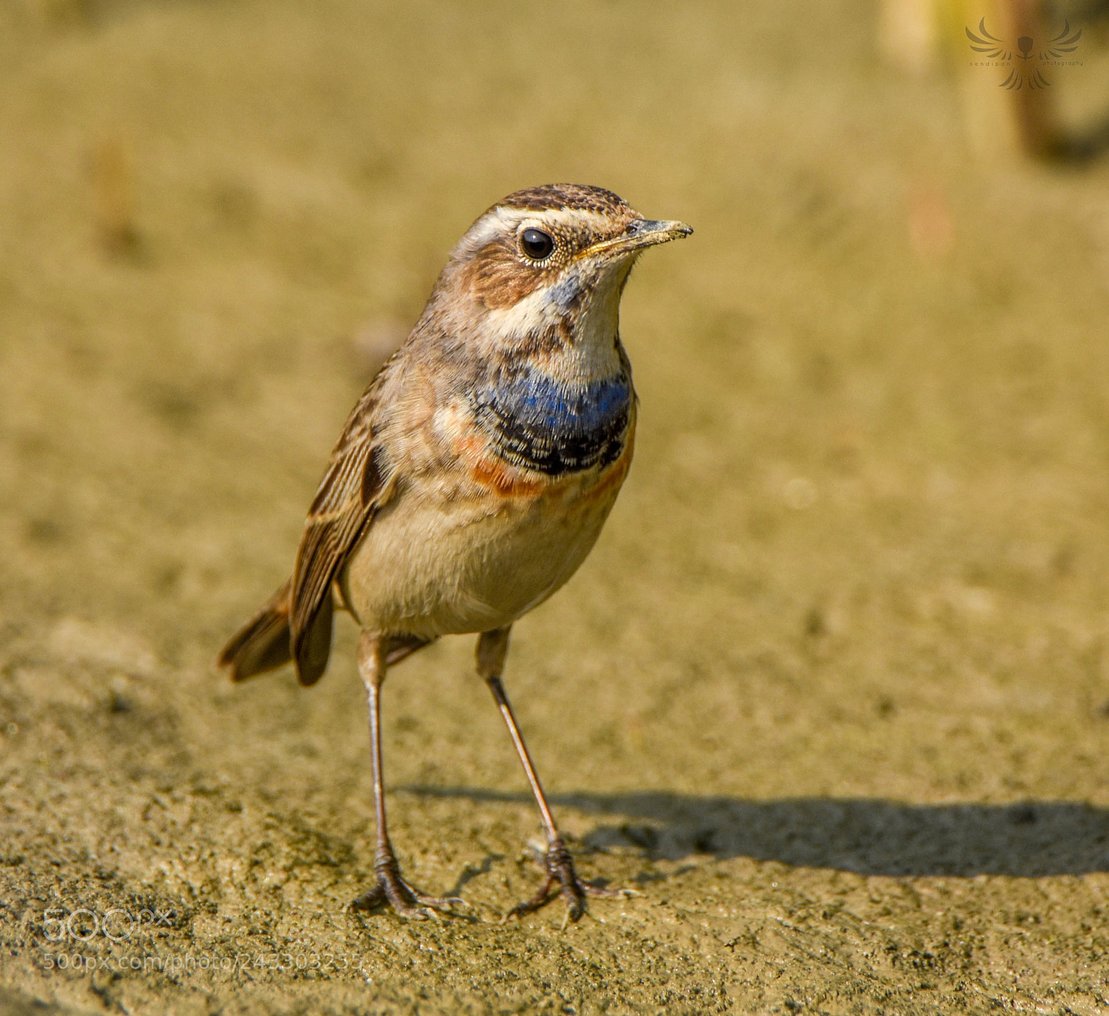 Nikon D7200 sample photo. Bluethroat photography