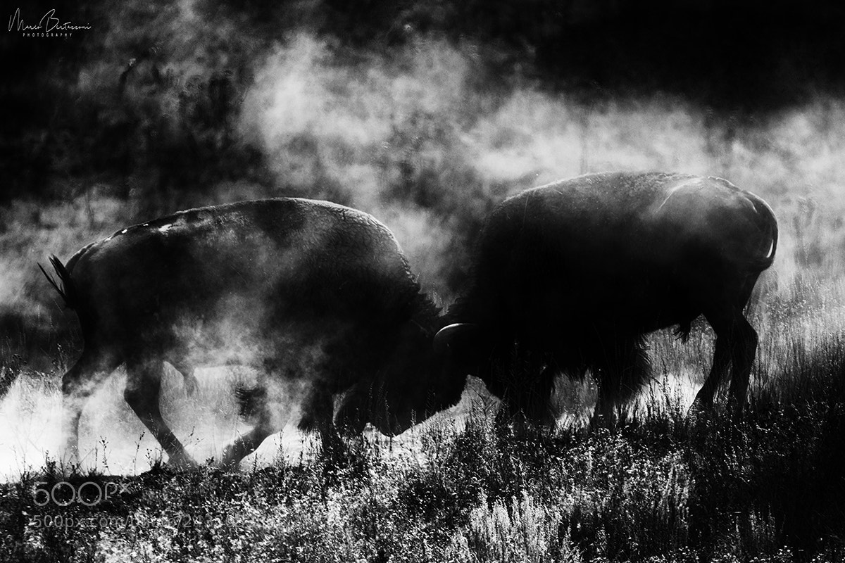 Nikon D810 sample photo. Fighting bisons photography