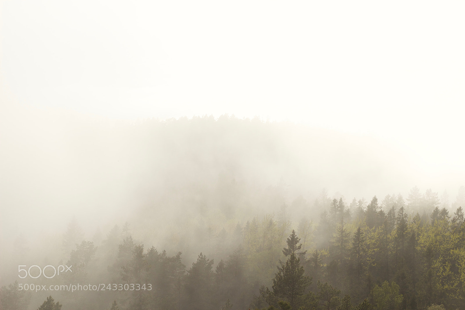 Canon EOS 100D (EOS Rebel SL1 / EOS Kiss X7) sample photo. Mystic forest photography