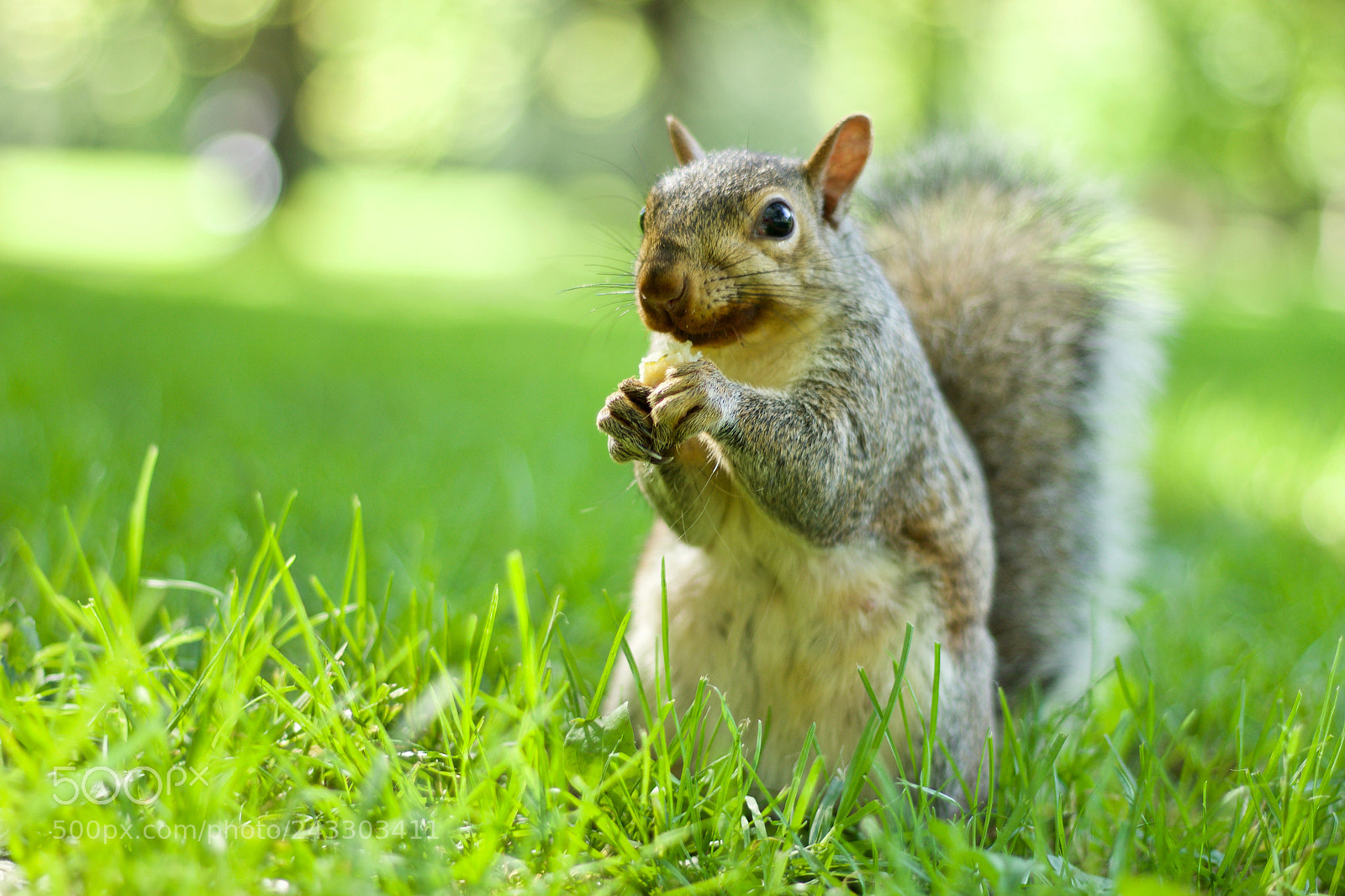 Canon EOS 100D (EOS Rebel SL1 / EOS Kiss X7) sample photo. Squirrel photography