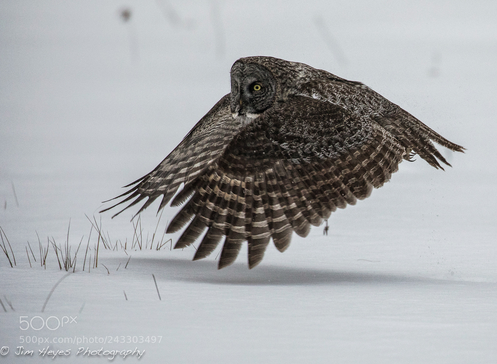 Canon EOS 5D Mark IV sample photo. Great grey owl skimming photography