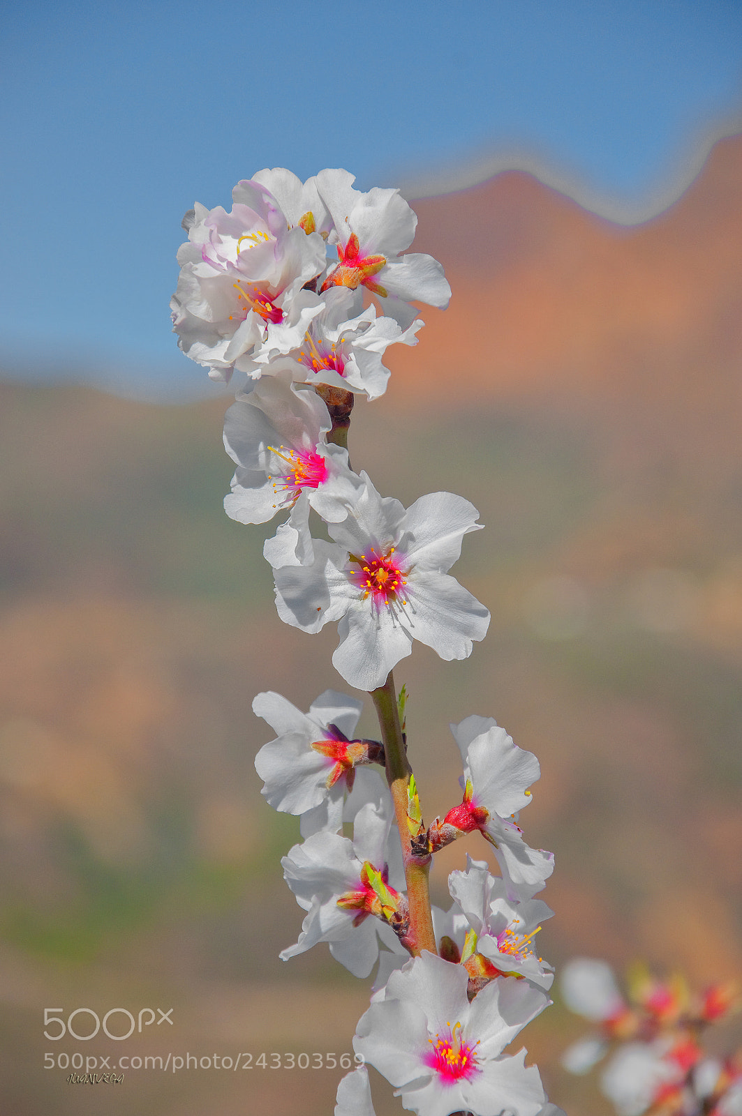 Nikon D90 sample photo. Flor de almendro photography
