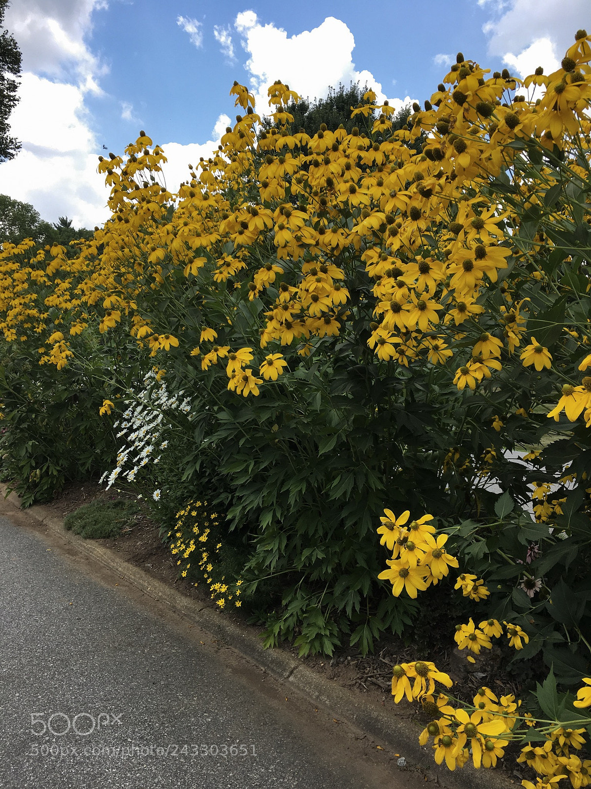 Apple iPhone 6s sample photo. Find the bee photography