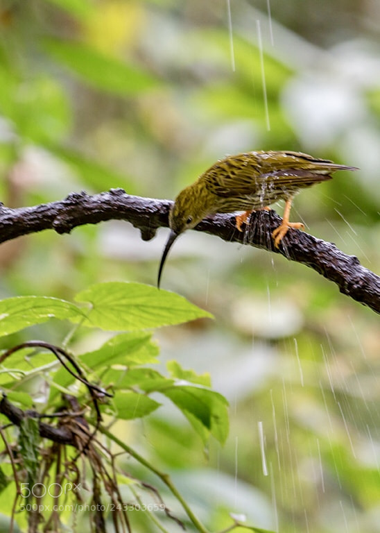 Nikon D500 sample photo. Arachnothera magma photography