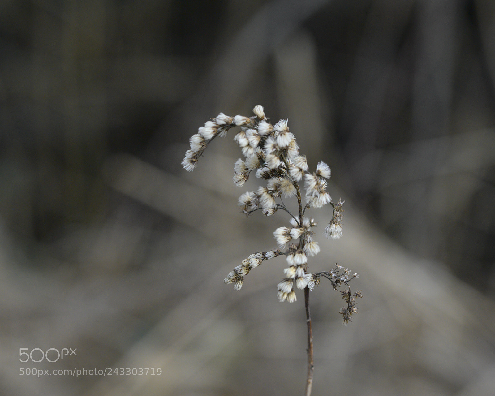 Nikon D700 sample photo. Queen photography