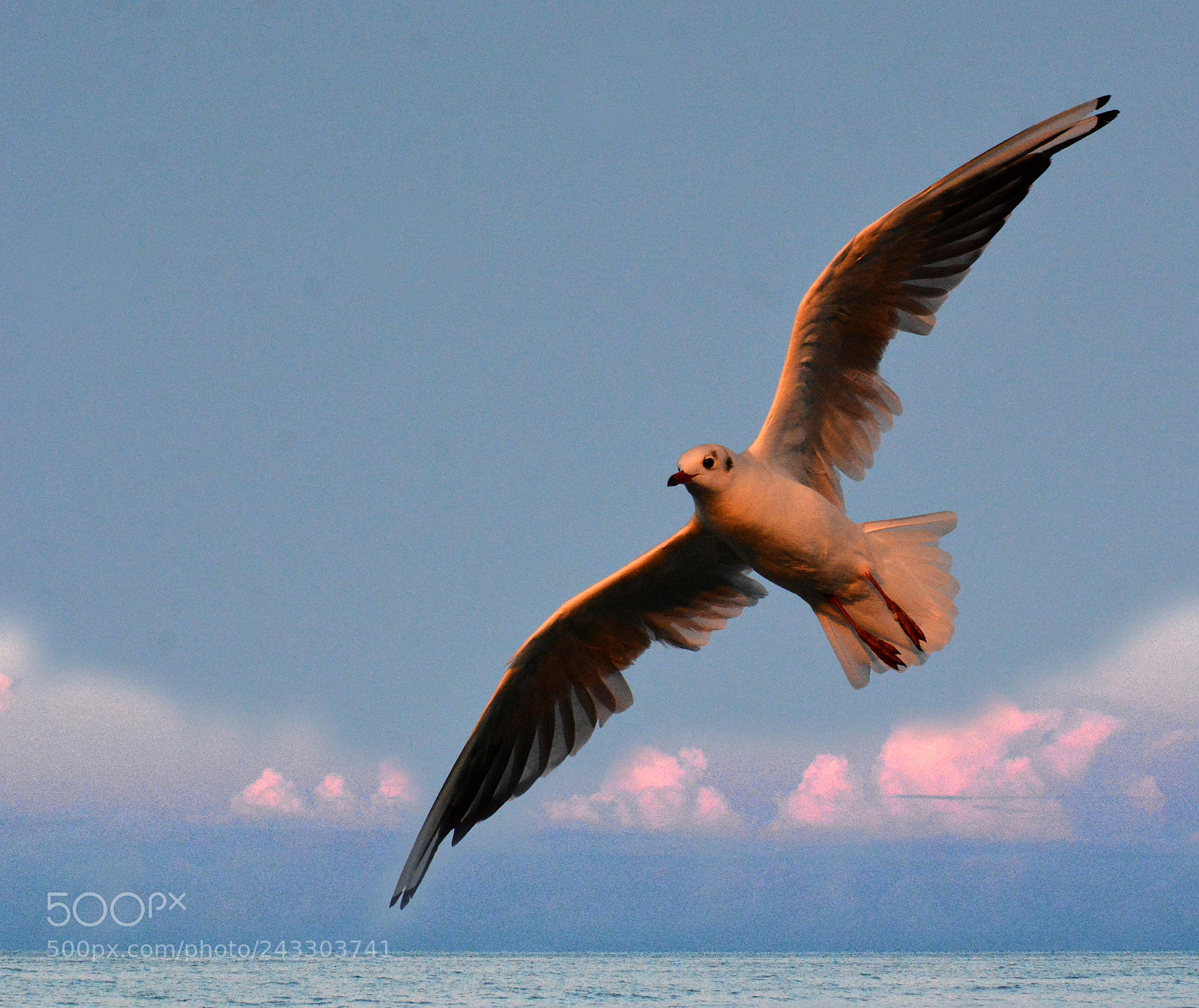 Nikon D7100 sample photo. Seagull photography
