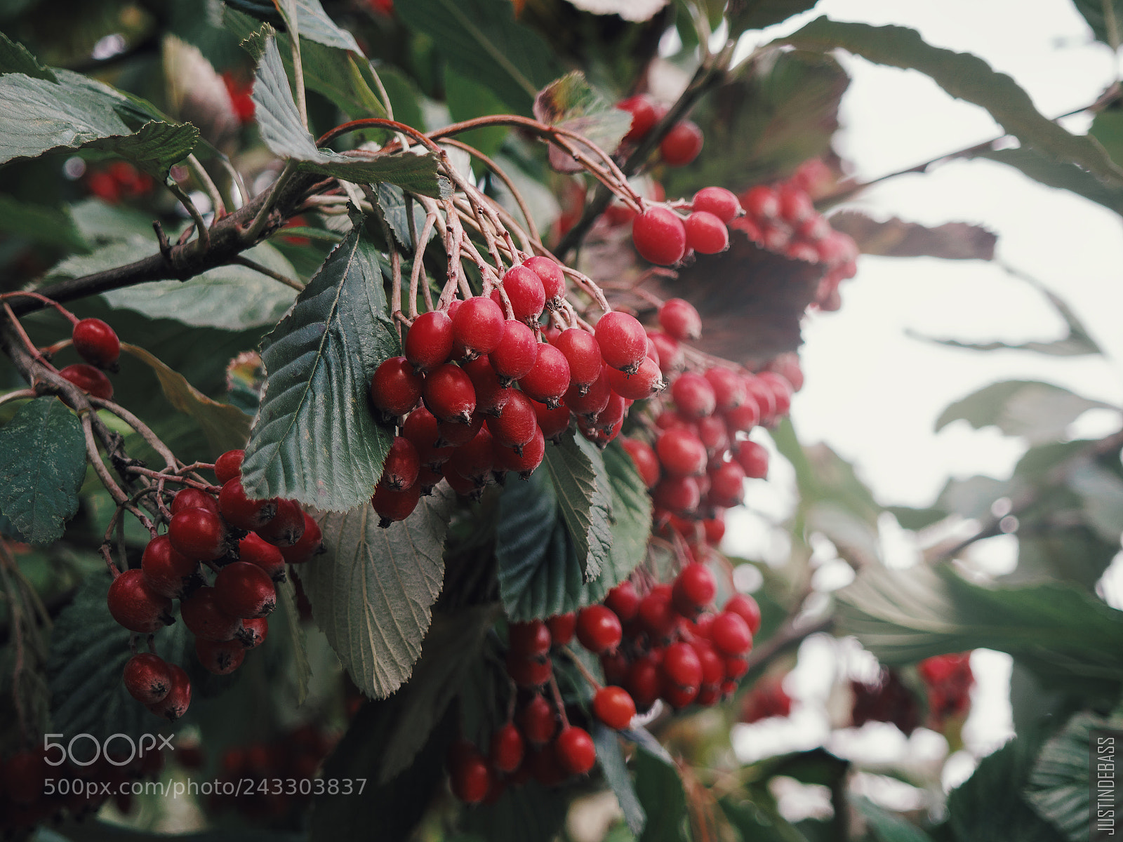 Olympus OM-D E-M10 sample photo. The last fruits photography
