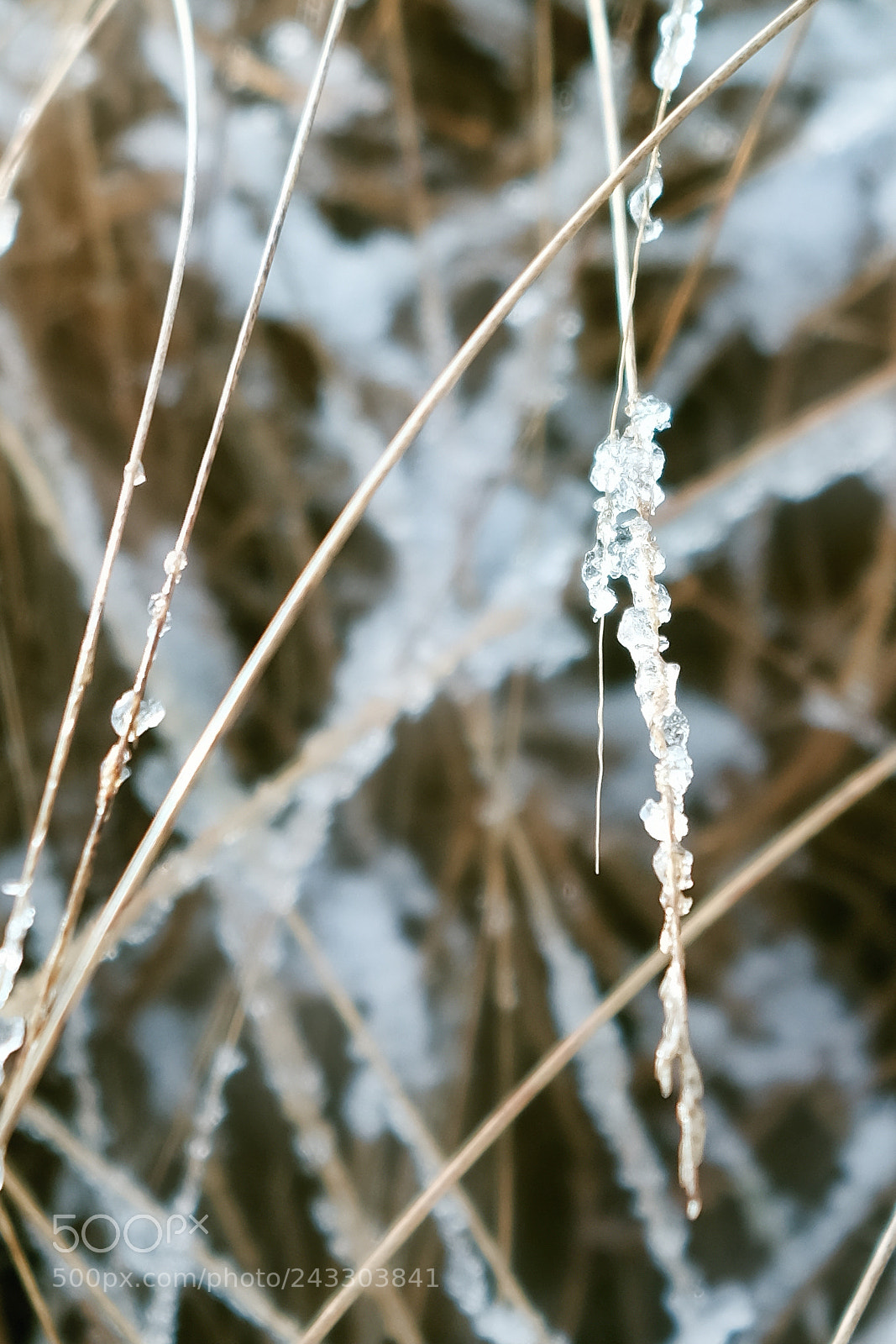 Fujifilm X-Pro2 sample photo. Frozen gras photography