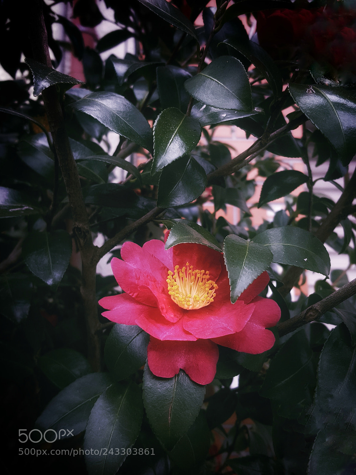 Samsung Galaxy Note5 sample photo. Demure photography