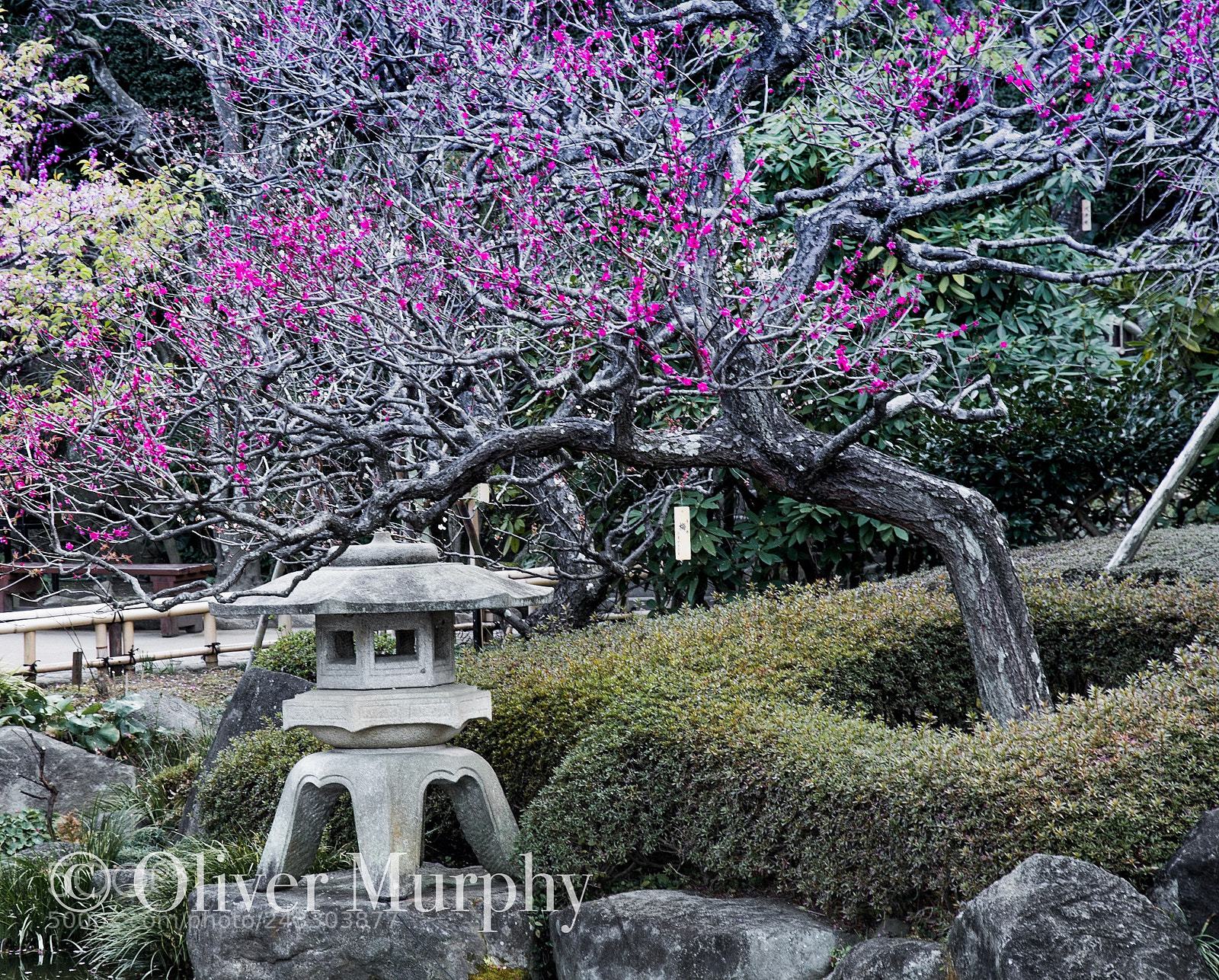 Nikon D500 sample photo. Snow lantern with sakura. photography