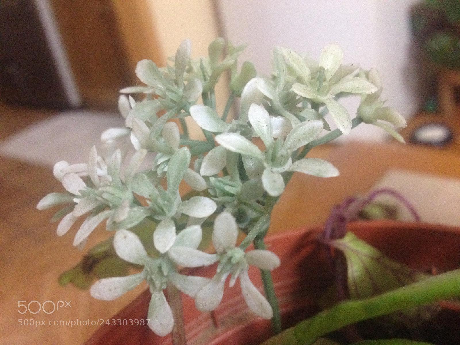 Apple iPhone 4S sample photo. Untitled photography