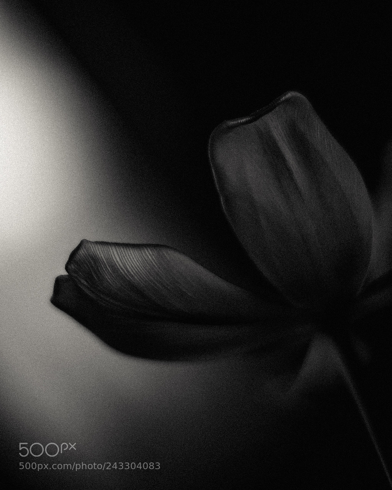 Fujifilm X-T1 sample photo. Essence of light photography