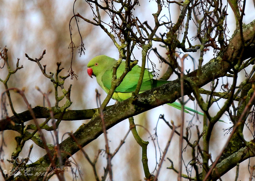 Canon EOS 7D Mark II sample photo. Exotic visitor photography