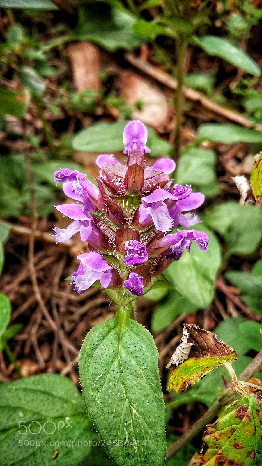 Samsung Galaxy Grand Prime sample photo. Flor silvestre photography