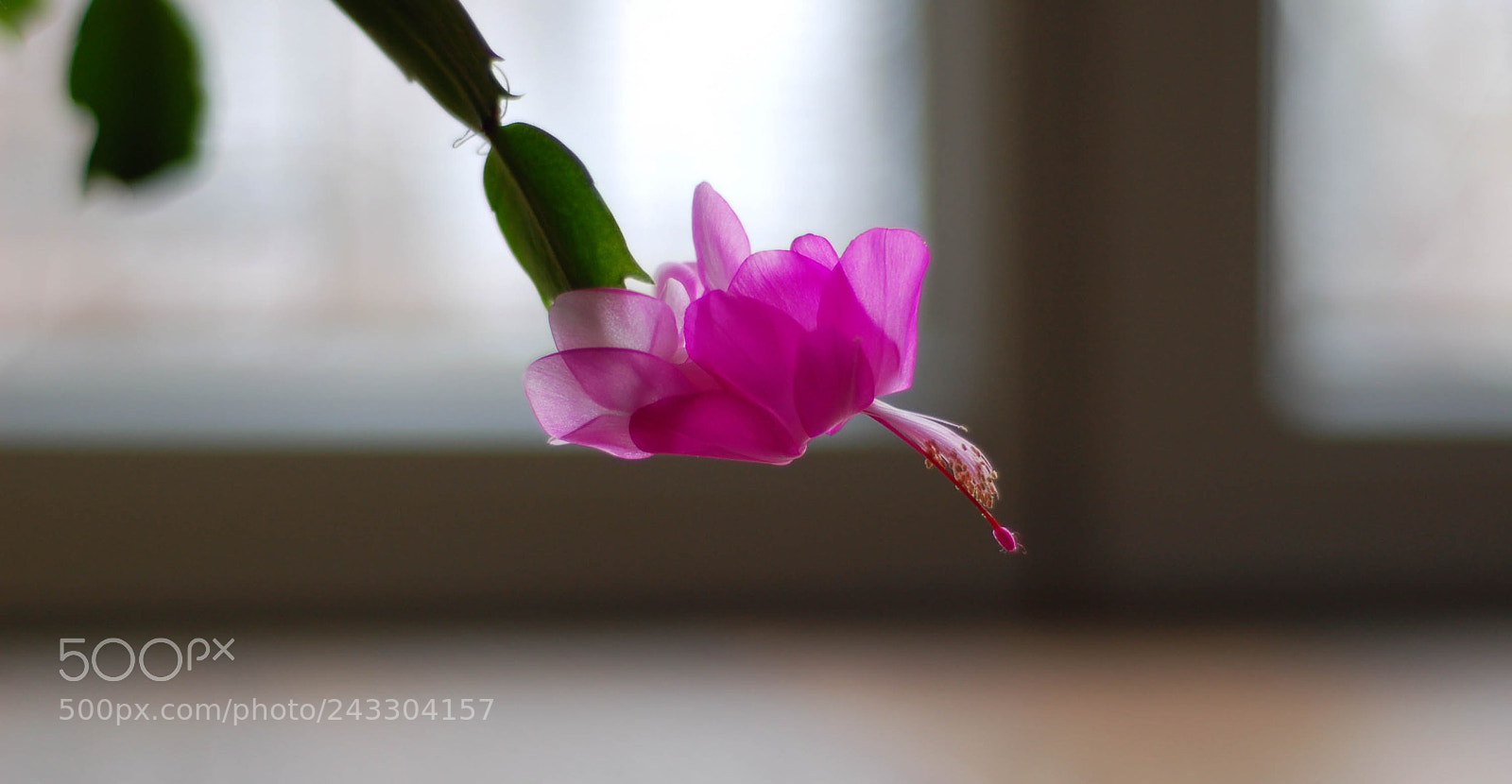 Nikon D50 sample photo. Flower photography