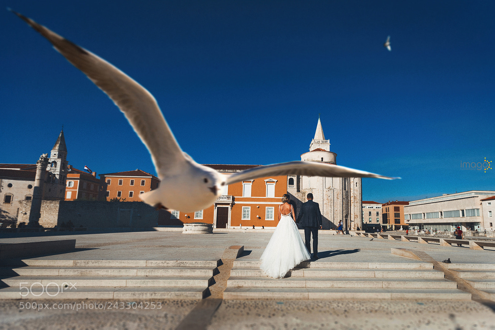 Canon EOS-1D X sample photo. The look of seagull photography