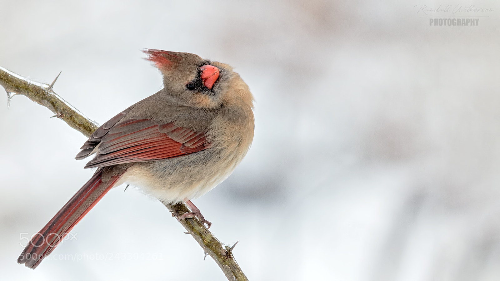 Canon EOS 60D sample photo. Northern cardinal (female) photography