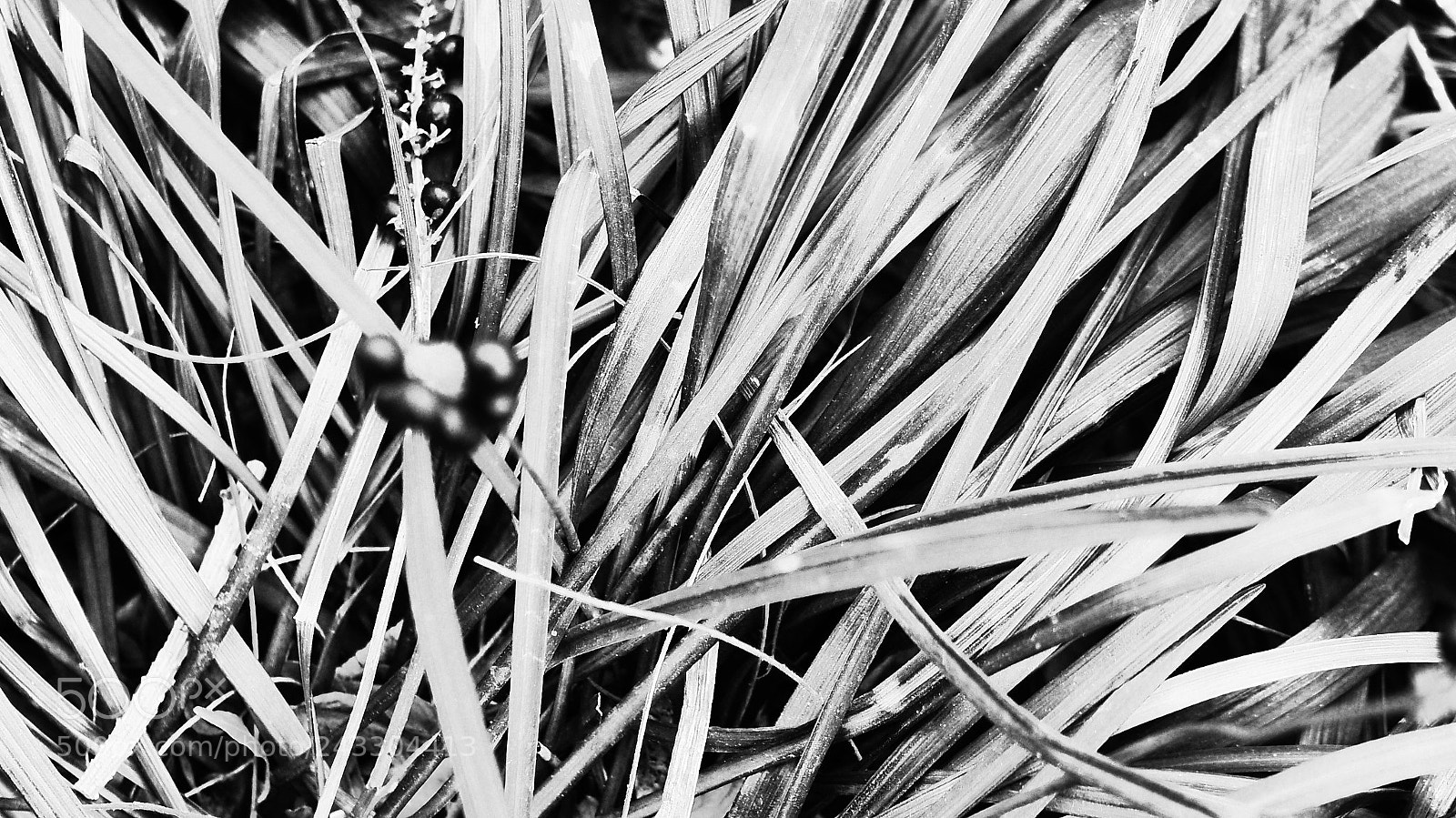 Panasonic Lumix DMC-GH3 sample photo. Grass photography