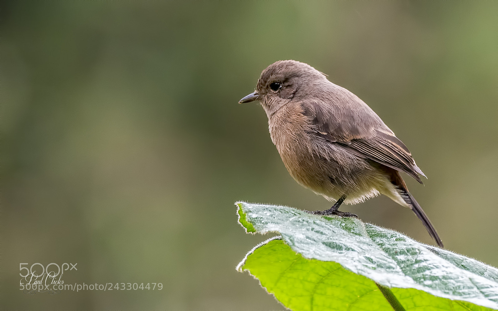 Nikon D810 sample photo. Pied bushchat - female photography