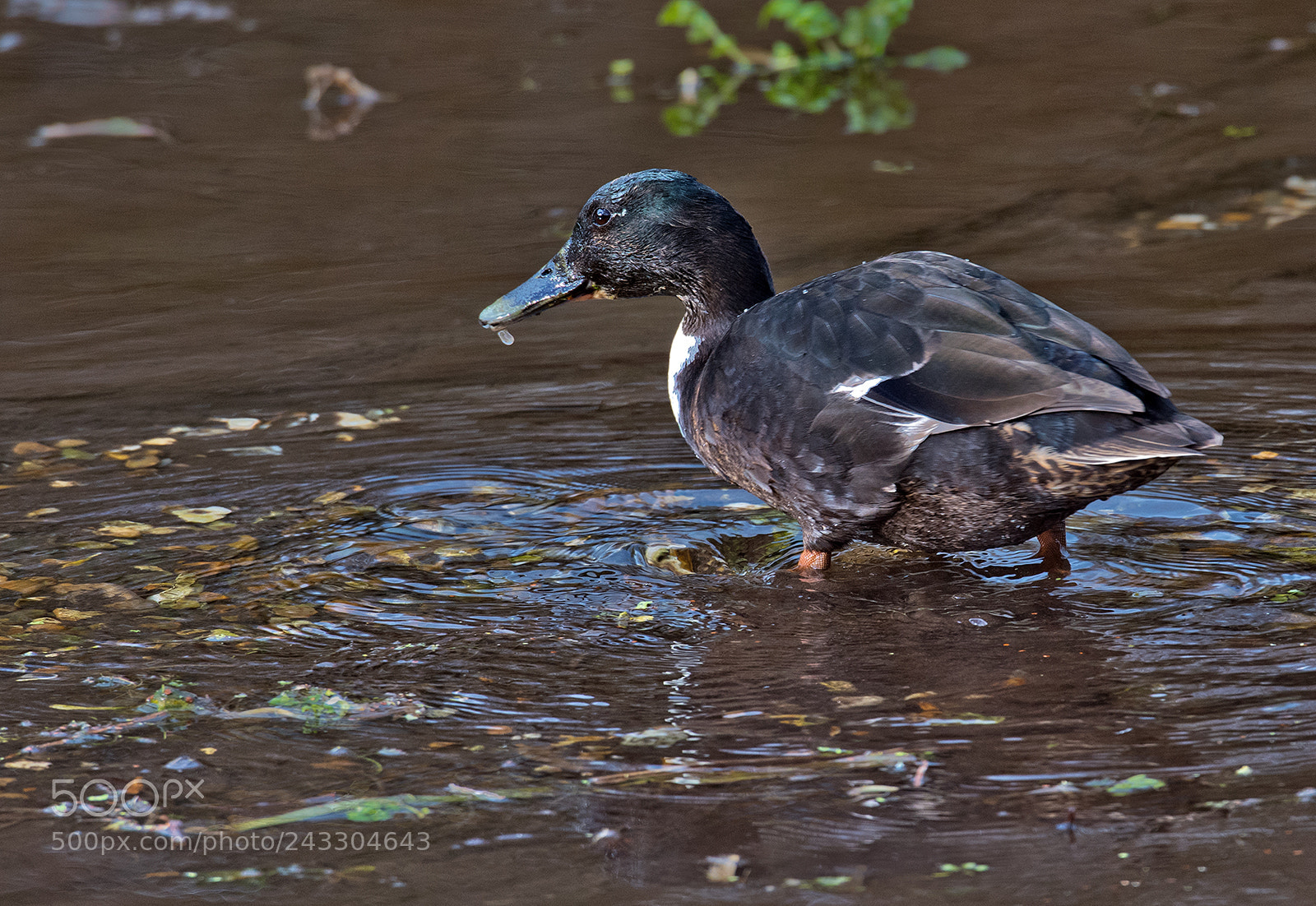 Nikon D500 sample photo. A waterfowl photography