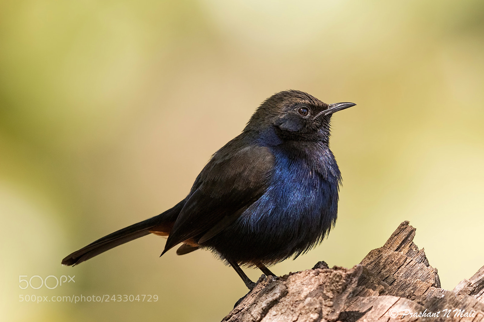 Canon EOS 7D Mark II sample photo. Indianrobin photography