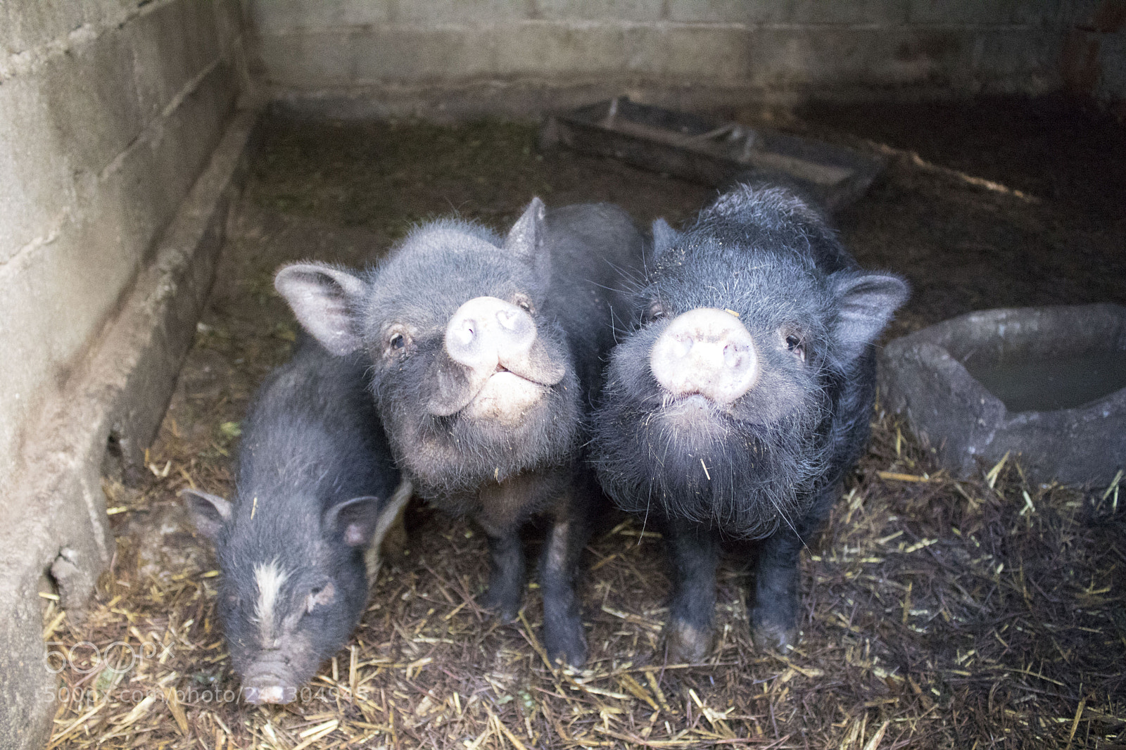 Canon EOS 750D (EOS Rebel T6i / EOS Kiss X8i) sample photo. Smilling pigs photography