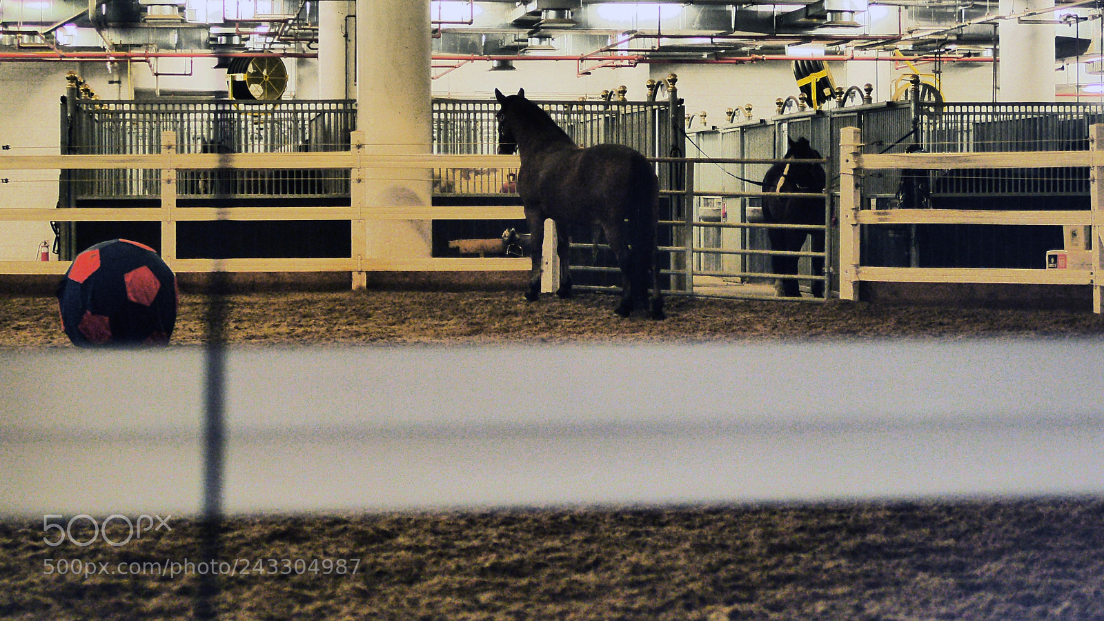 Panasonic Lumix DMC-GH3 sample photo. Police horse photography