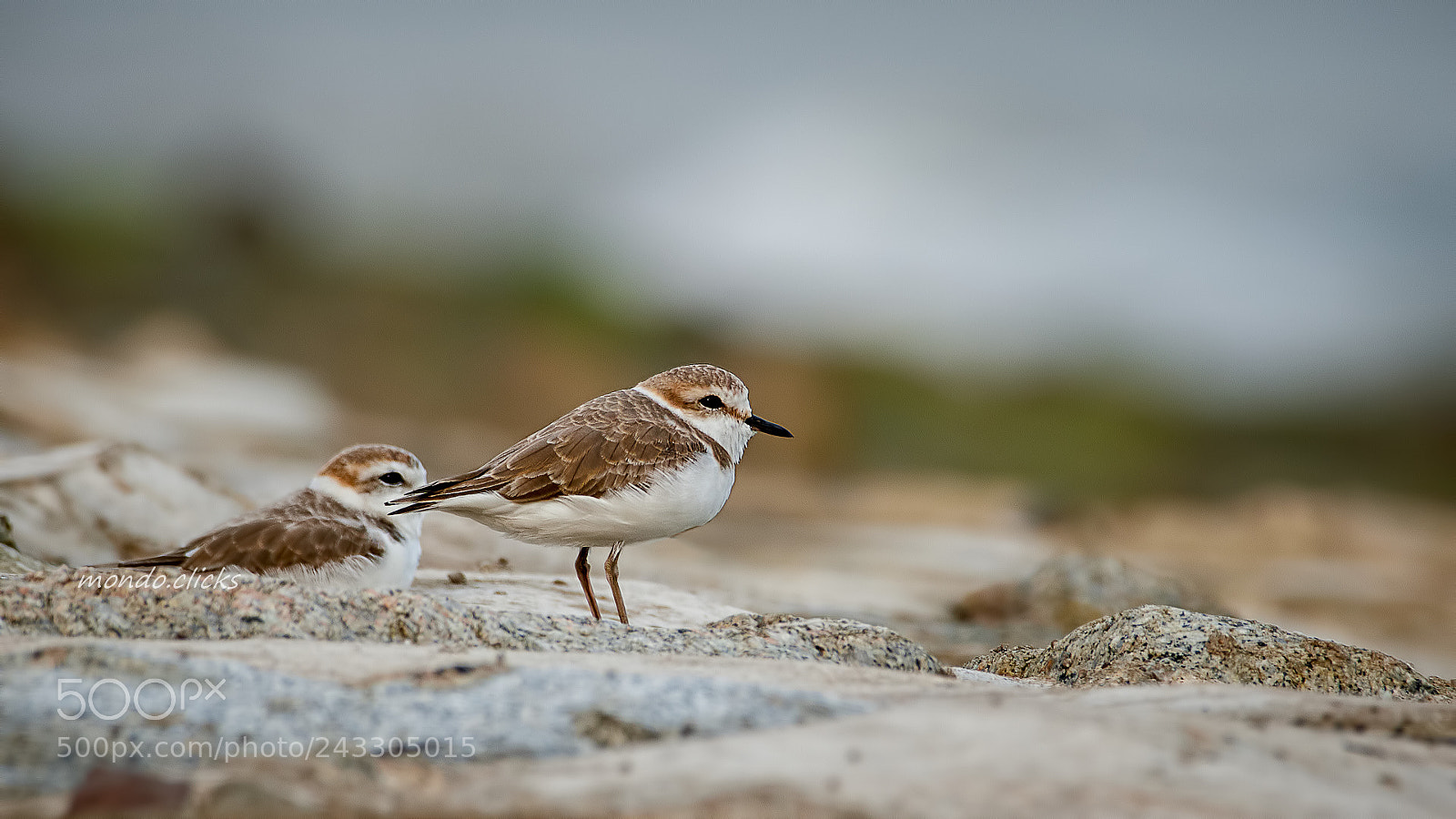 Nikon D500 sample photo. Female kentish plover photography
