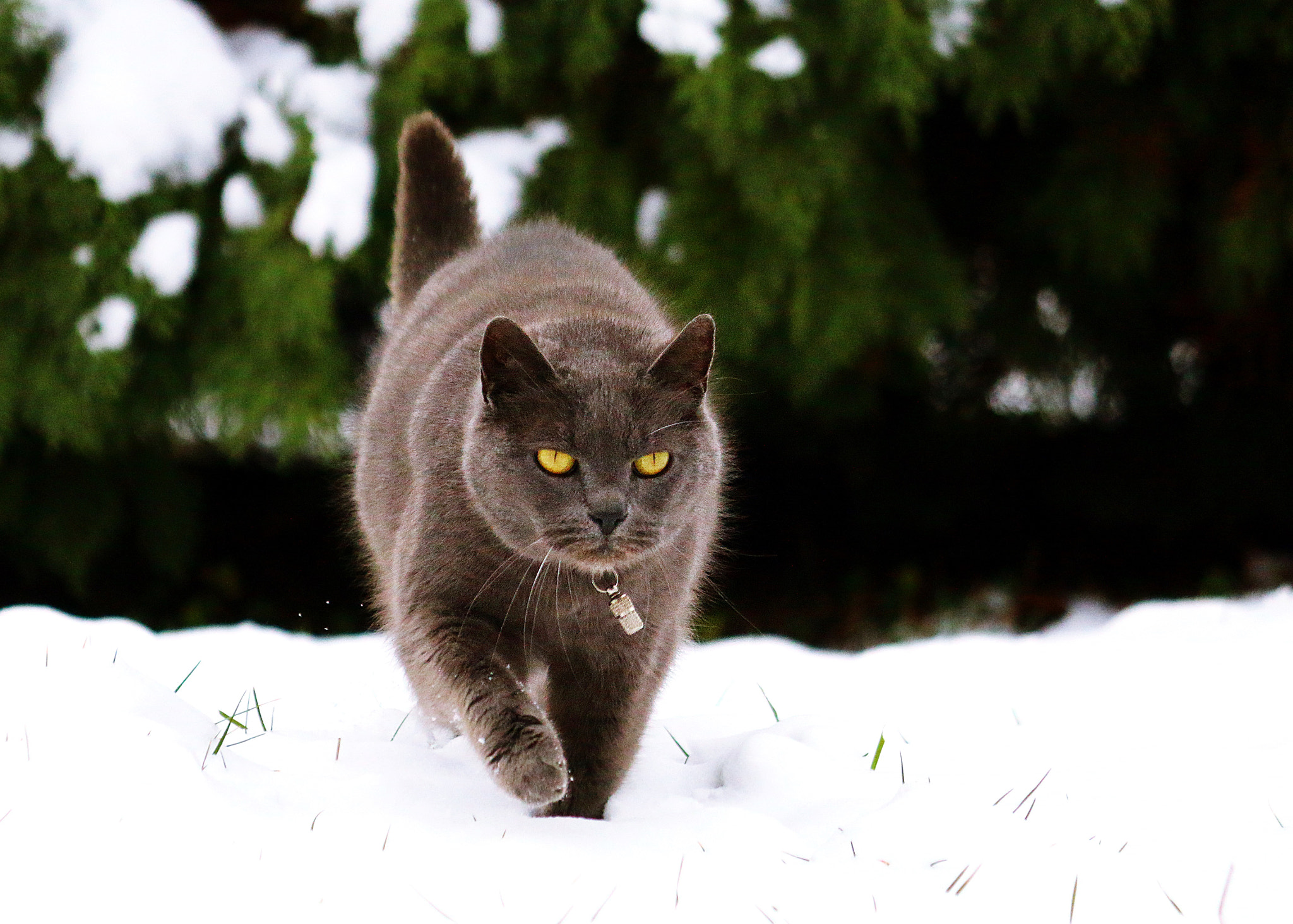 Canon EF-S 55-250mm F4-5.6 IS II sample photo. Img photography