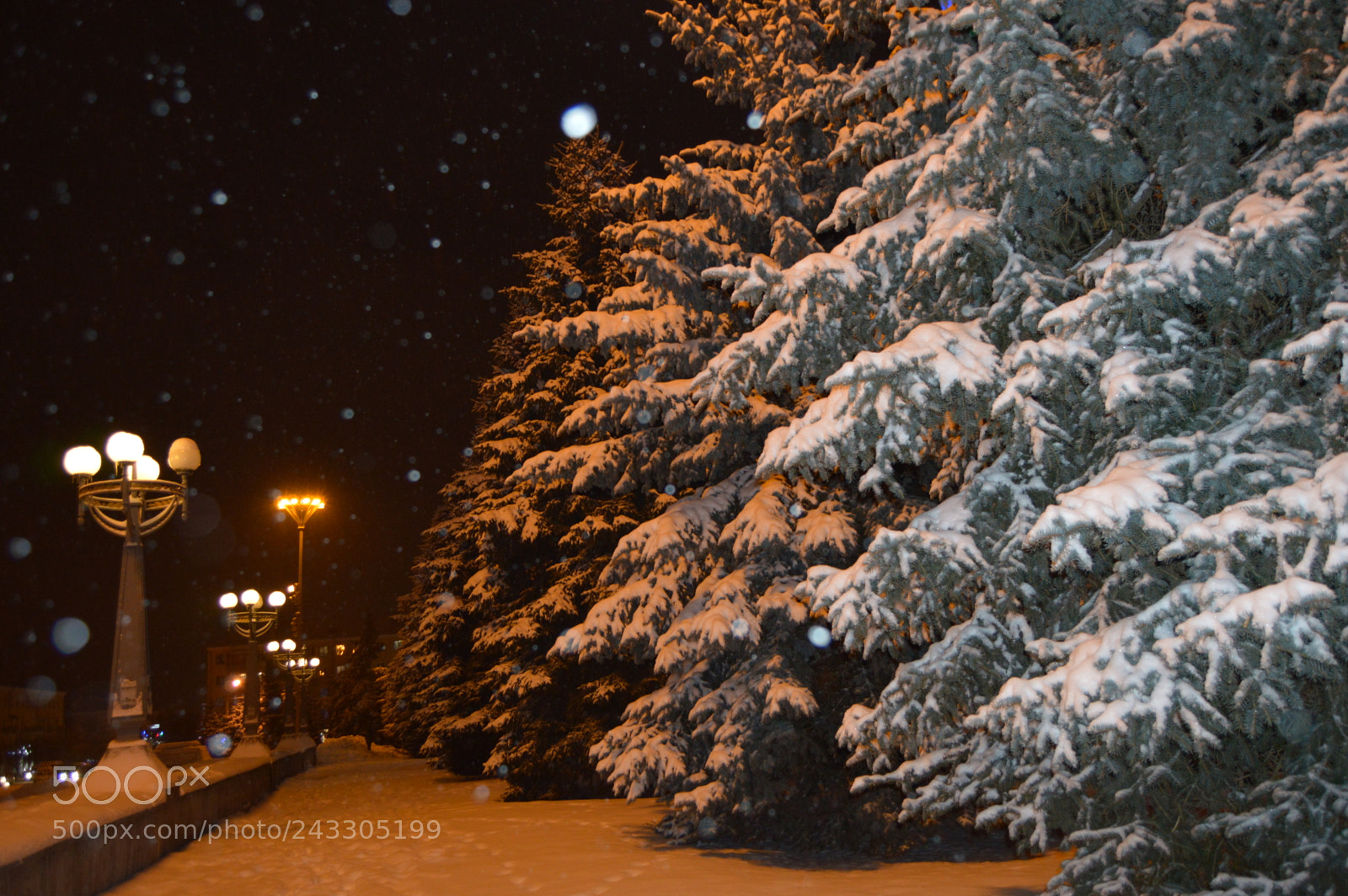 Nikon D3200 sample photo. Зимняя аллея photography