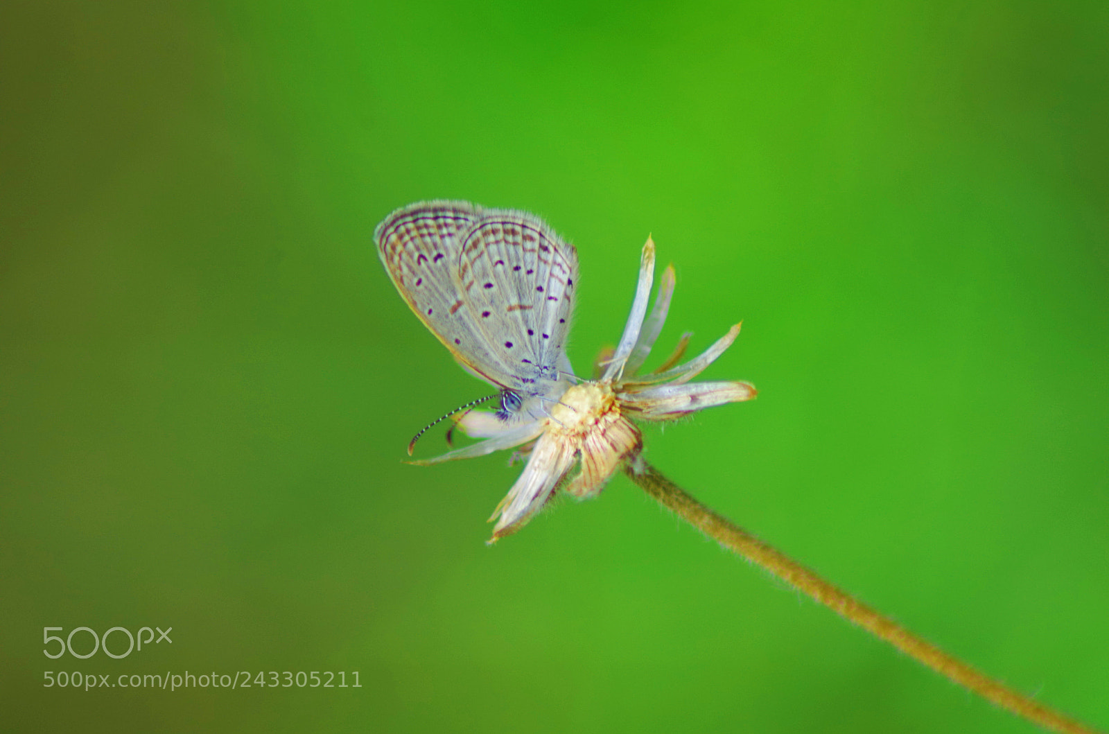 Pentax K-500 sample photo. Tiny grass blue photography