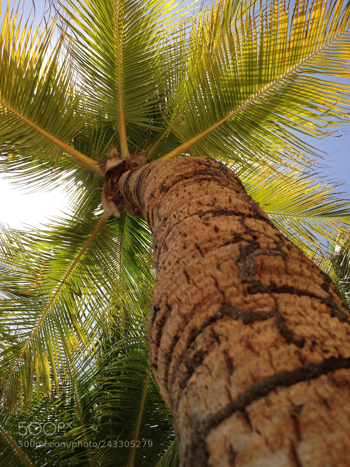 Apple iPhone 5 sample photo. 8•8•13 // aruba photography