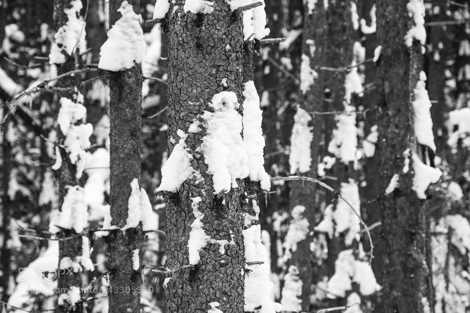 Nikon D7100 sample photo. Snowy pines photography
