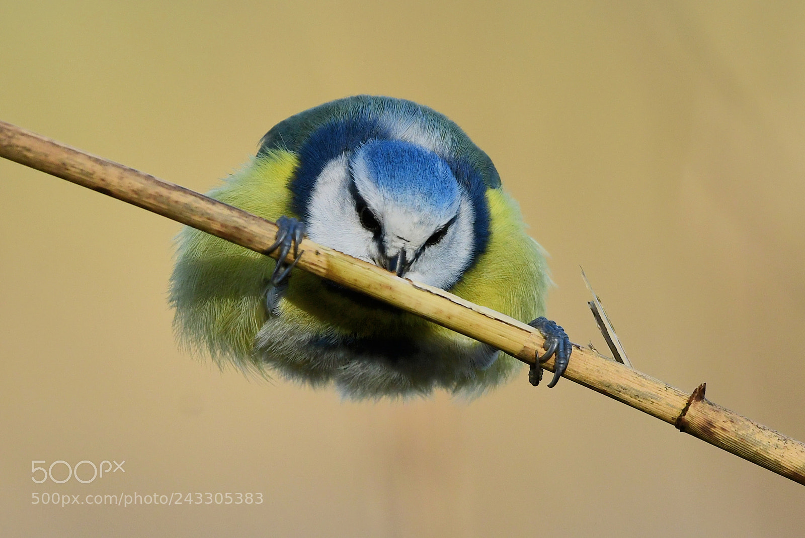 Nikon D500 + Nikon AF-S Nikkor 500mm F4G ED VR sample photo. Pimpelmees photography