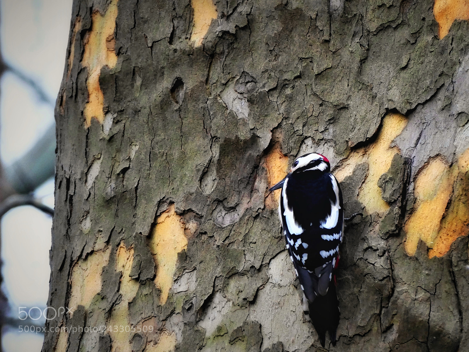 Panasonic Lumix DMC-FZ1000 sample photo. Woodpecker photography