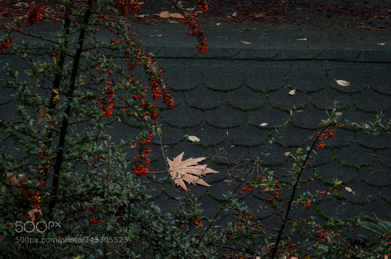 Nikon D5100 sample photo. Last legs photography