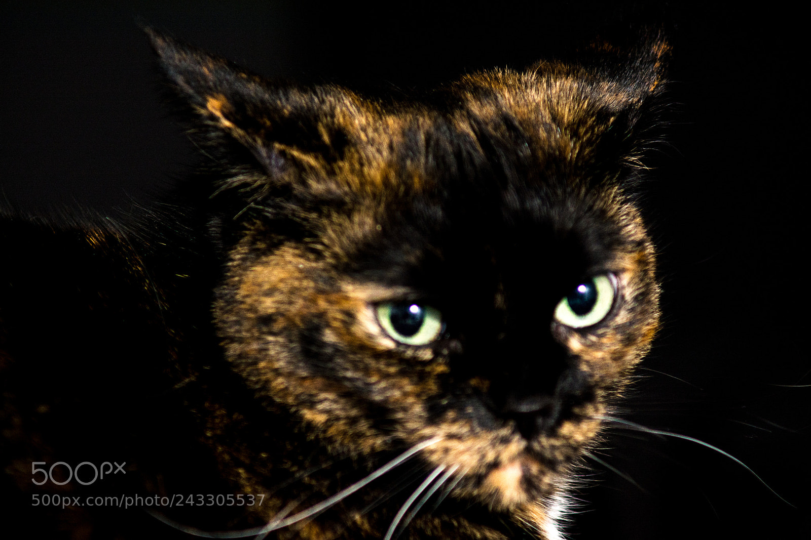 Nikon D7100 sample photo. Pepper photography