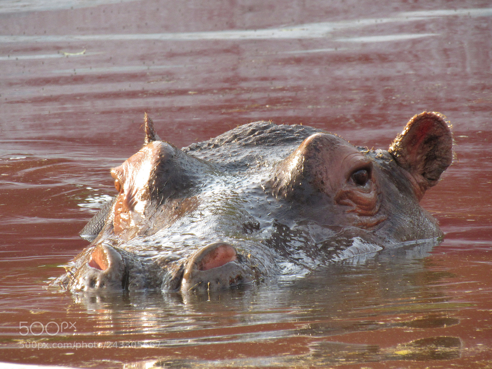 Canon PowerShot SX530 HS sample photo. The lurking hippopotamus. photography